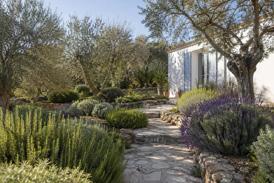 Jardín mediterráneo con aromáticas, olivos y escalones de piedra